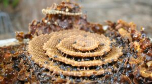 Markham farmers may soon be selling stingless bee honey to a growing niche market