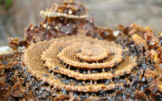 Markham farmers may soon be selling stingless bee honey to a growing niche market
