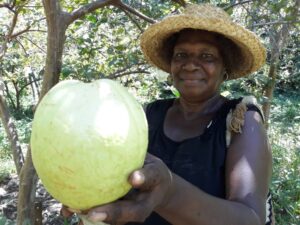 Edith Babul: A plantation that started from 10 Indian guava seeds