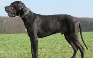 The compassion and empathy I learned from the ABC POM Bureau’s resident Great Dane