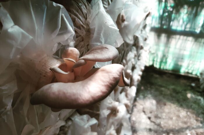 Mushrooms could be the next biggest thing out of the Eastern Highlands