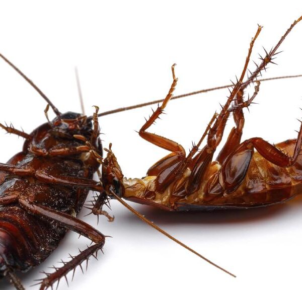 My epic battle with a battalion of Telefomin&hellip;