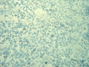 Debunking deep sea mining myths