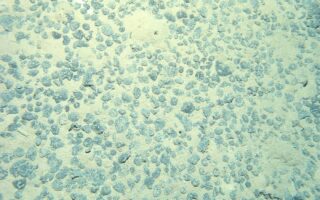 Debunking deep sea mining myths