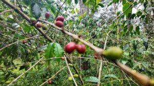 Coffee Brings Hope: How Interventions are Rebuilding Communities in PNG