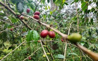 Coffee Brings Hope: How Interventions are Rebuilding Communities in PNG