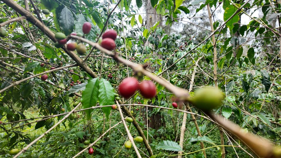 Coffee Brings Hope: How Interventions are Rebuilding Communities in PNG