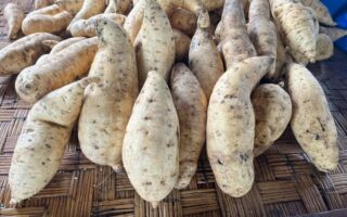 PNG’s Power Crop, The Humble Kaukau