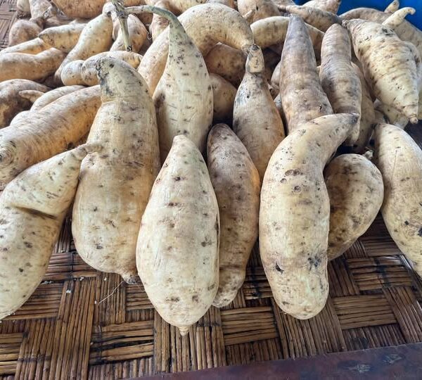 PNG’s Power Crop, The Humble Kaukau