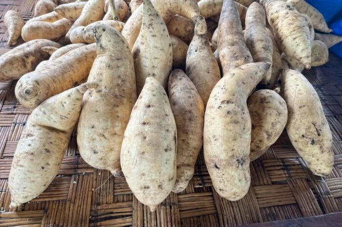 PNG's Power Crop, The Humble Kaukau
