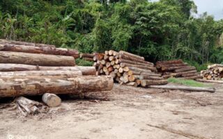Act Now: Loggers Evading Taxes, Undervaluing Log Exports