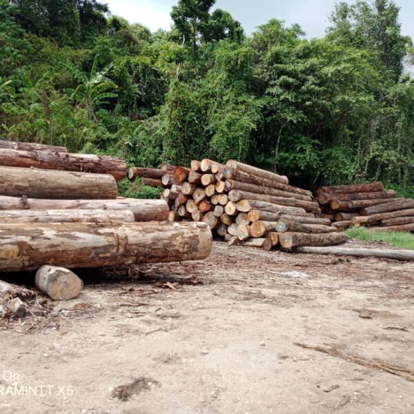Act Now: Loggers Evading Taxes, Undervaluing Log Exports