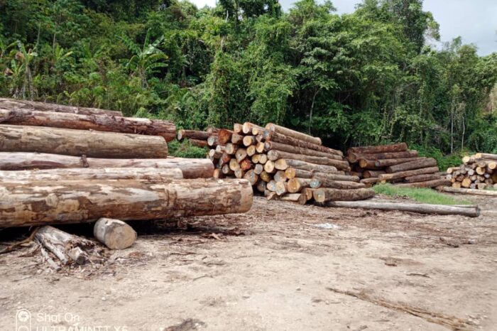 Act Now: Loggers Evading Taxes, Undervaluing Log Exports