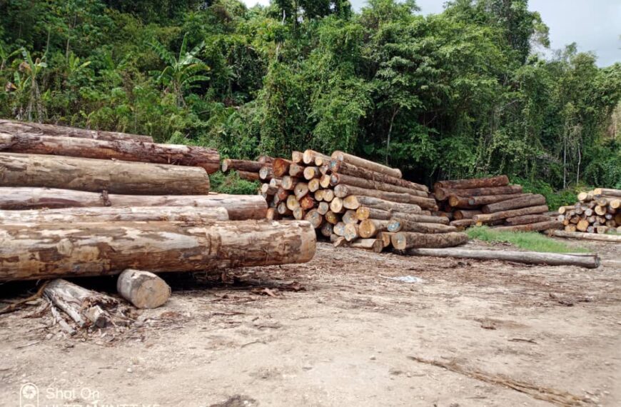 Act Now: Loggers Evading Taxes, Undervaluing Log Exports