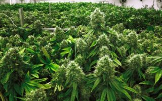 Marijuana Vs Hemp Debate – A Billion Kina Question or a Pandora’s Box?