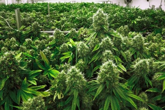 Marijuana Vs Hemp Debate - A Billion Kina Question or a Pandora's Box?