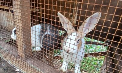 Meat Rabbits Are a Serious Farming Opportunity&hellip;