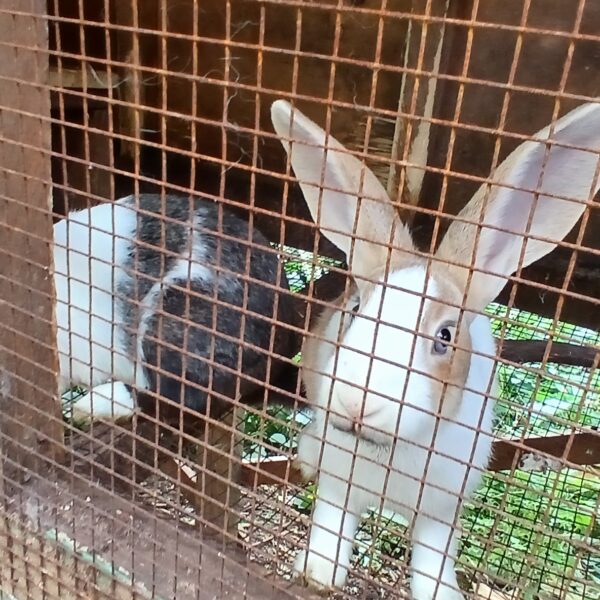 Meat Rabbits Are a Serious&hellip;