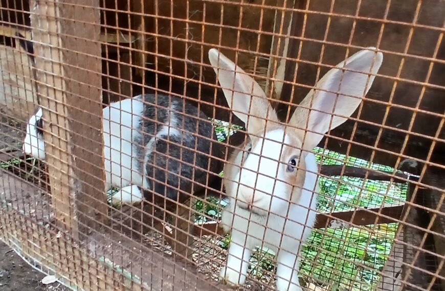 Meat Rabbits Are a Serious Farming Opportunity if&hellip;
